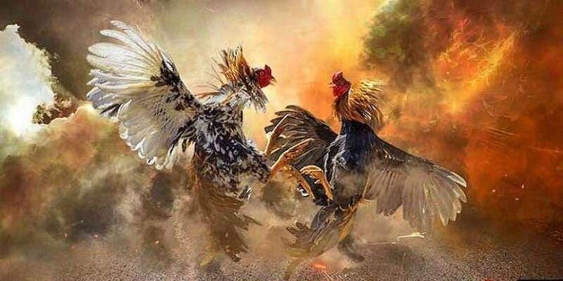 Những ưu điểm khi đăng ký chơi đá gà tại FB88